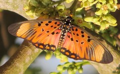 Pseudacraea boisduvalii