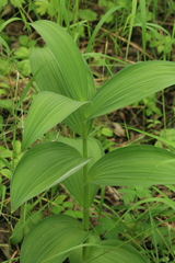 Veratrum dahuricum