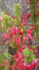 Erica monadelphia
