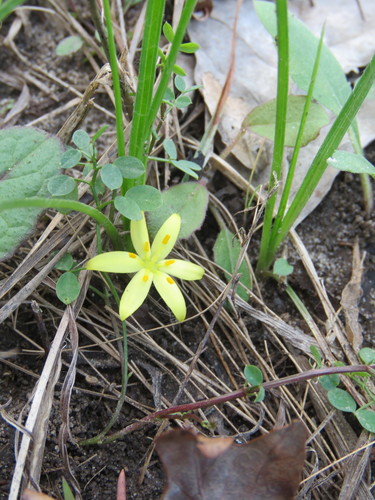 Image of Hypoxis sessilis by (c) Laura Clark, some rights reserved (CC BY)