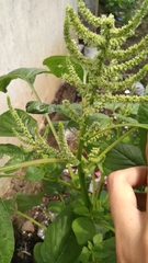 Amaranthus