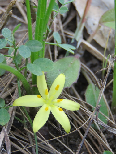 glossyseed yellow star-grass (Hypoxis sessilis)