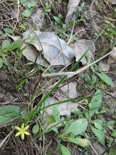 Image of Hypoxis sessilis by (c) Laura Clark, some rights reserved (CC BY)