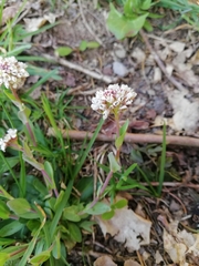 Noccaea caerulescens