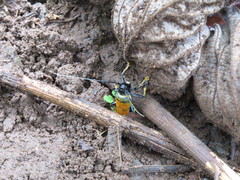 Sternotomis rufozonata