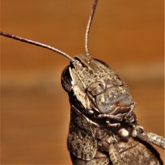 Schistocerca caribbeana