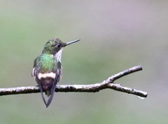 Lophornis chalybeus