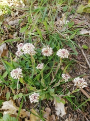 Noccaea caerulescens