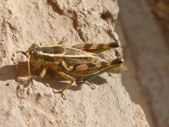 Dichroplus vittatus