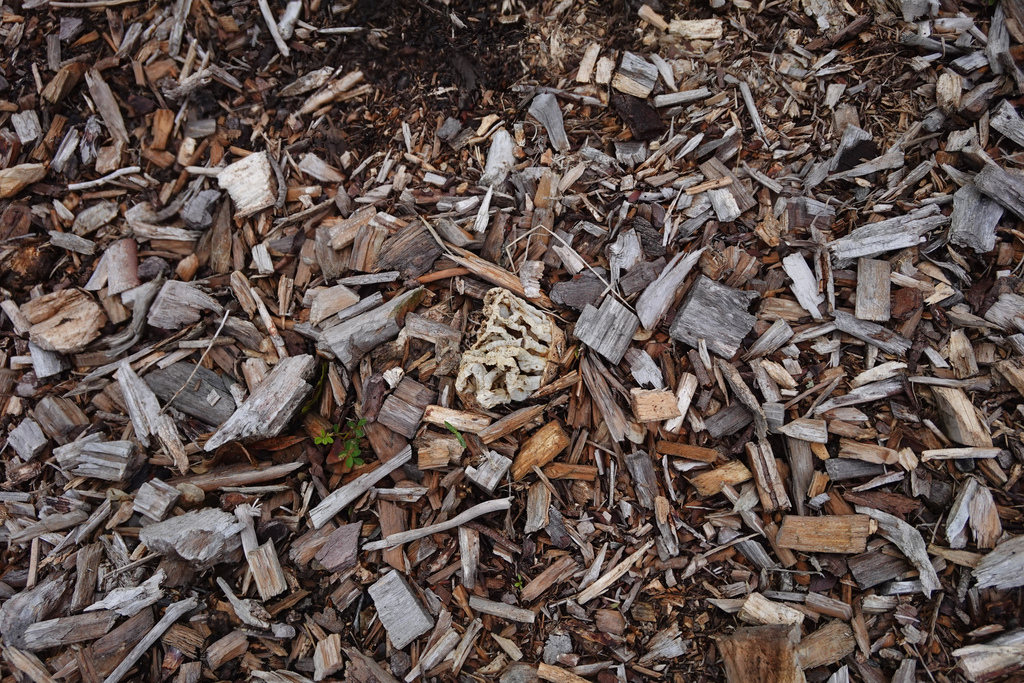 Ileodictyon cibarium · April 2026 · photo: © jon_sullivan (iNaturalist, cc-by)