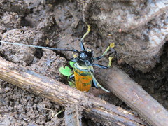 Sternotomis rufozonata