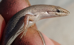 Trachylepis punctulata