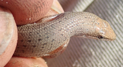 Trachylepis punctulata