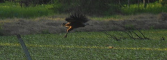 Busarellus nigricollis