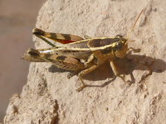 Dichroplus vittatus