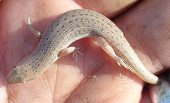 Trachylepis punctulata