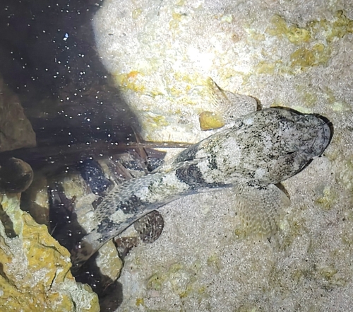 Gobius cobitis