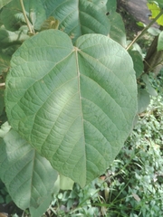 Croton coriaceus
