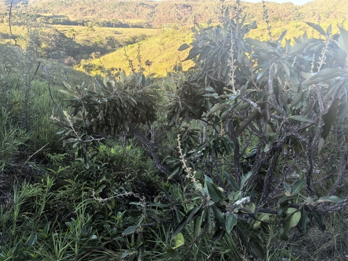 Miconia ferruginata