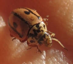 Mulsantina hudsonica