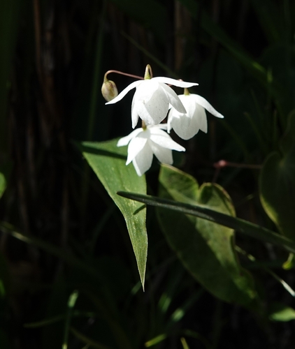 Epimedium diphyllum iNat (3)