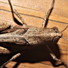 Schistocerca caribbeana