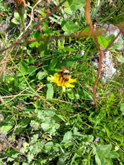 Bombus borealis image