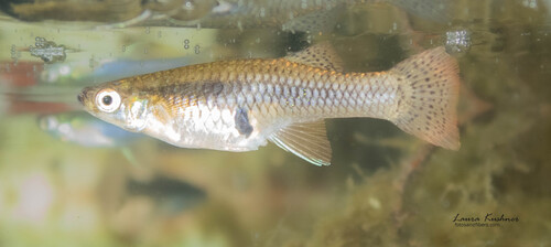 Gambusia holbrooki