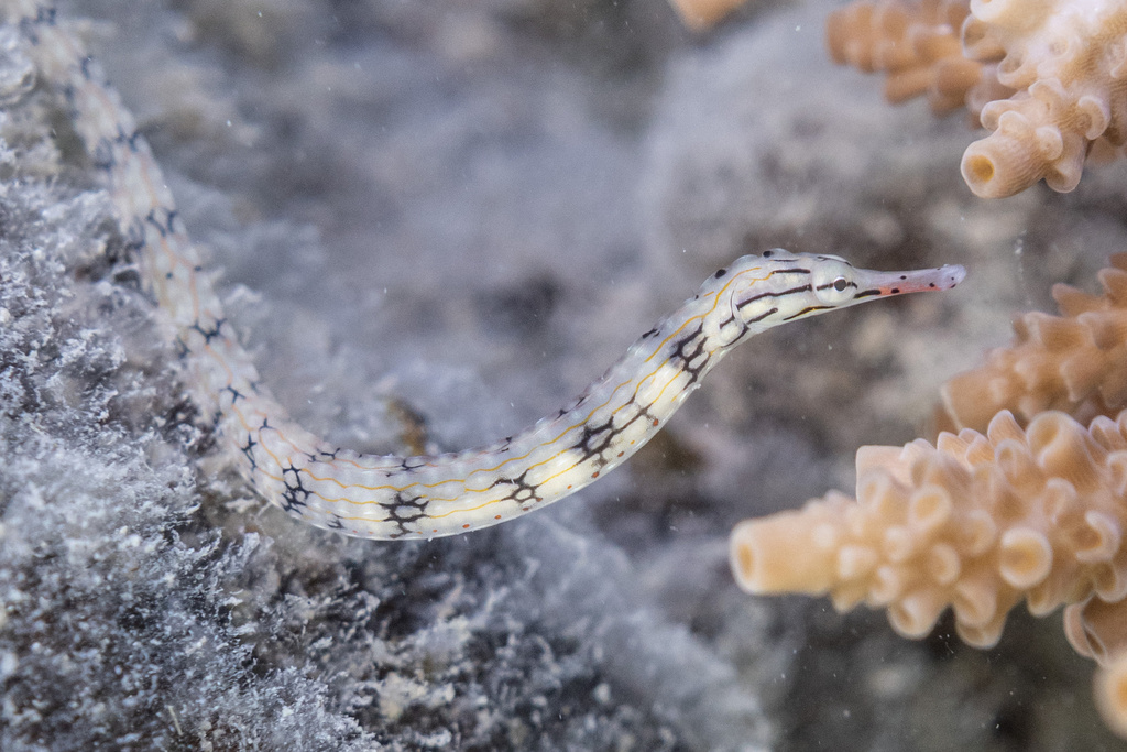 Gebande zeenaald (Corythoichthys intestinalis) — Syngnathidae