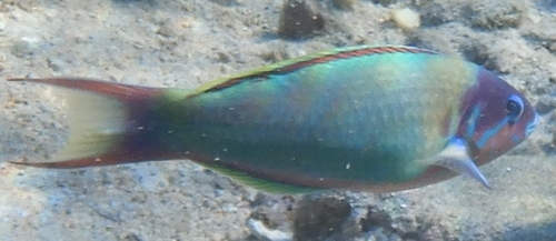 Thalassoma genivittatum observed 2026-05-07
