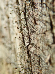 Chaenotheca xyloxena