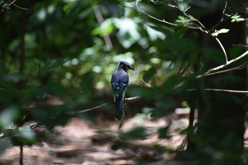 Blue Jay photographed in North Carolina