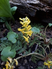 Corydalis cheilanthifolia