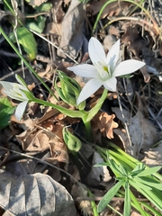 Ornithogalum umbellatum