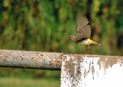 Crithagra atrogularis