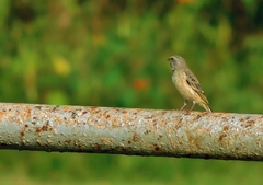 Crithagra atrogularis