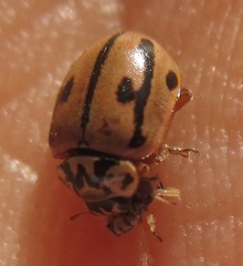 Mulsantina hudsonica