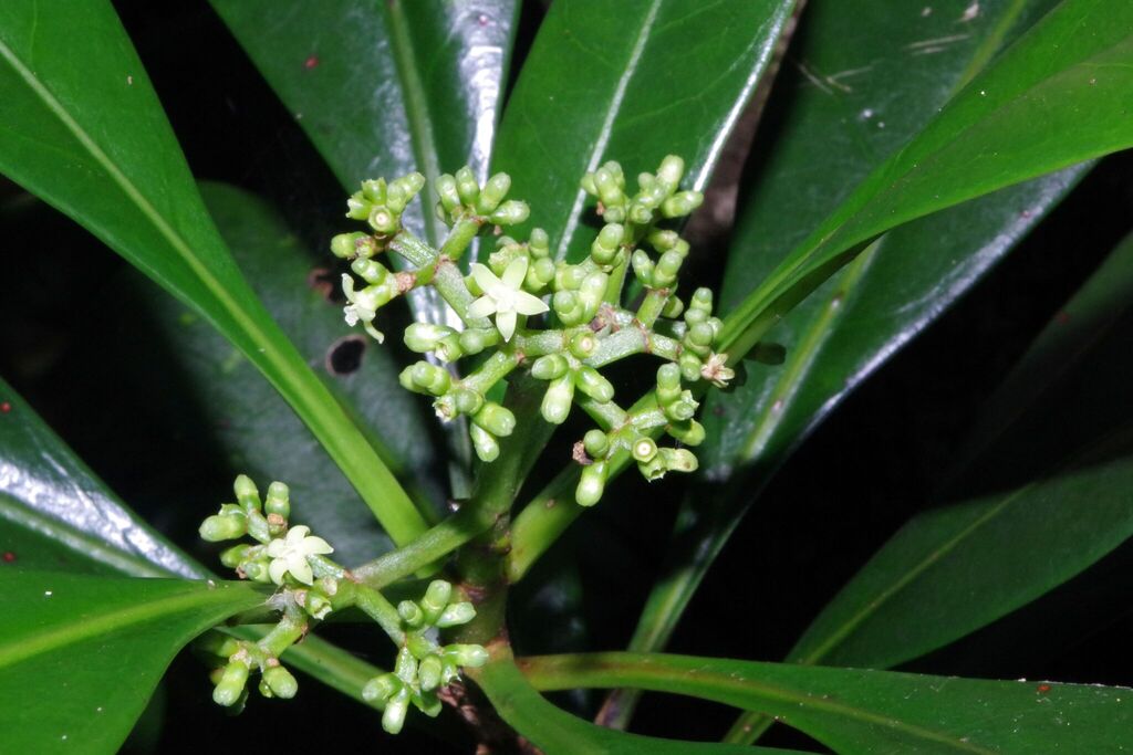 Eumachia oleoides