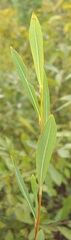 Salix vinogradovii