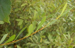 Salix vinogradovii