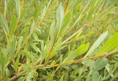 Salix vinogradovii