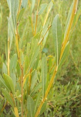 Salix vinogradovii