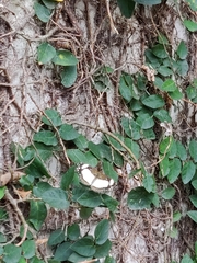 Janatella leucodesma