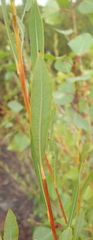 Salix vinogradovii