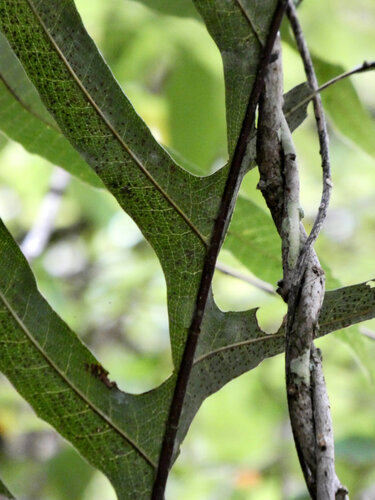 Drynaria sparsisora, photograph 3