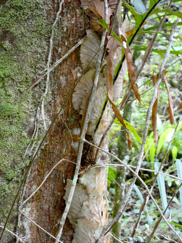 Drynaria sparsisora, photograph 1