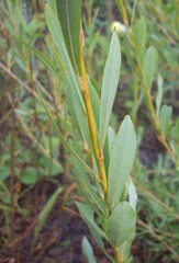 Salix vinogradovii