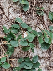 Janatella leucodesma