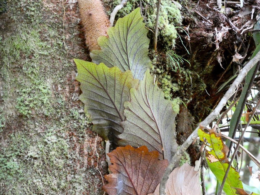 Drynaria sparsisora; photograph (c) Steve Fitzgerald, some rights reserved (CC BY-SA)