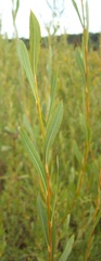 Salix vinogradovii